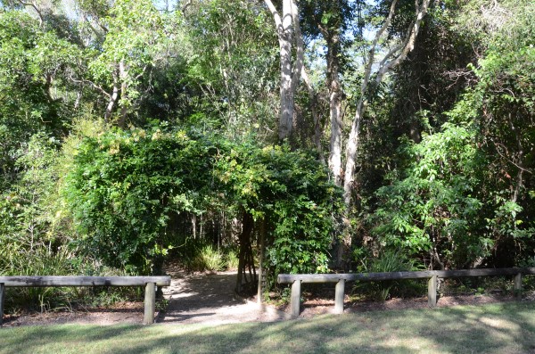 Botanical Garden Rainforest