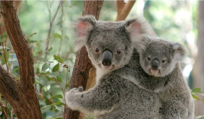Koala with joey riding on her back as they climb a tree.