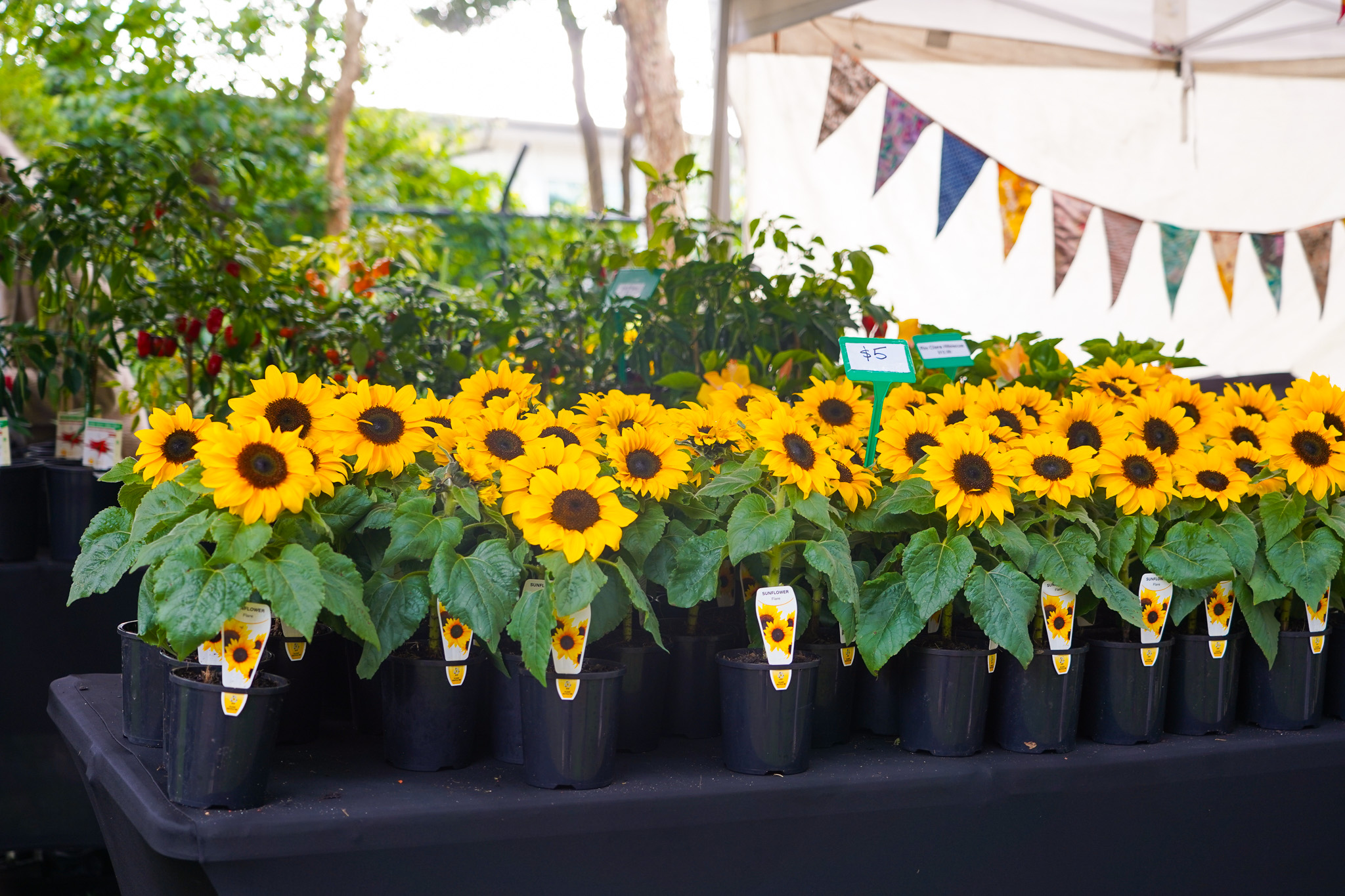 Sunflowers