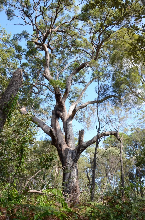 Tallowwood tree indigiscapes